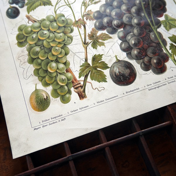 画像: 19世紀の果実図版（葡萄）
