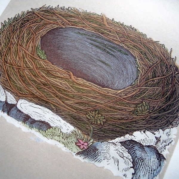 画像: 19世紀 鳥の巣と卵の図版a
